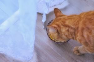 给猫咪做顿饭，真得很简单的做法 步骤9