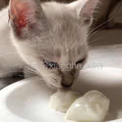 羊奶冻 猫咪零食的做法[图]