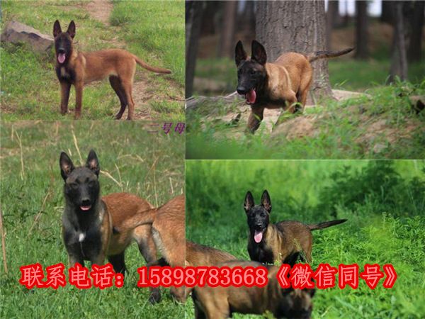 环江毛南族哪里有卖马犬的-犬舍