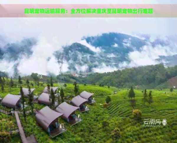 昆明宠物运输服务：全方位解决重庆至昆明宠物出行难题
