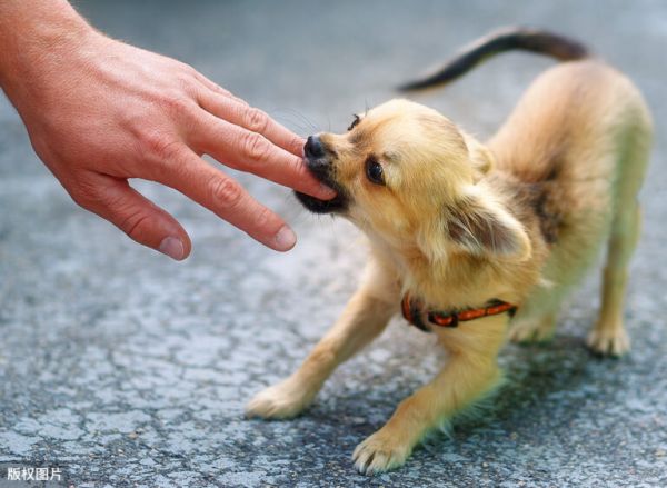 为什么小型犬总是比大型犬还凶？原因有五点