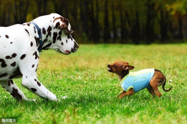 为什么小型犬总是比大型犬还凶？原因有五点