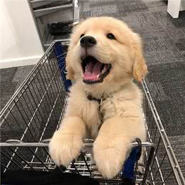 盘点那些最适合伴侣犬的狗狗,比熊上榜
