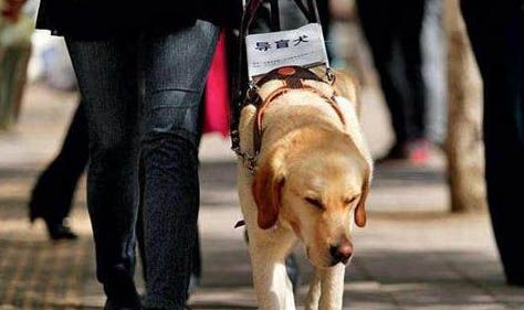 导盲犬会叫吗