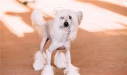中国冠毛犬的饲养要点,你应该了解这些