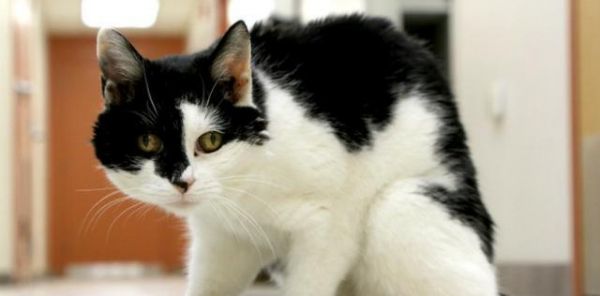 如何养护一只猫咪让它活得更久（猫咪宠物的全方位保健与细节把控）