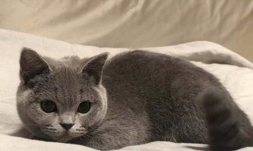 猫咪养护全攻略（从驱虫到打疫苗）