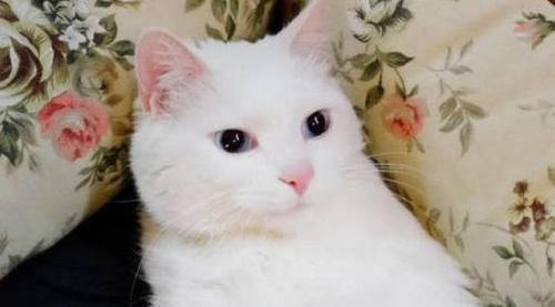 家养猫咪的养护与爱护（如何让家养猫咪健康快乐）