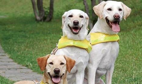 导盲犬品种导盲犬是什么狗呢？