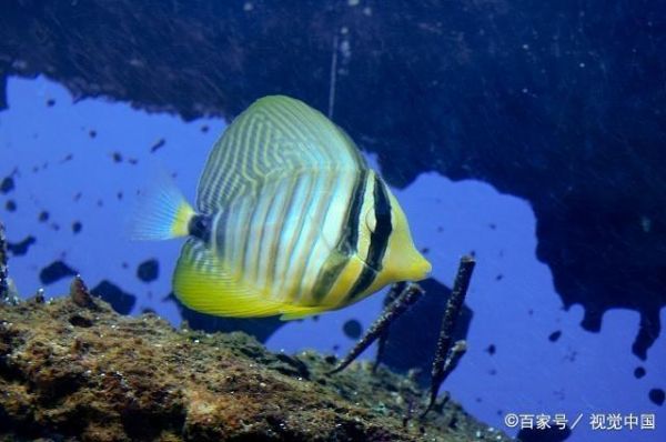 这些热带鱼的繁殖方式你知道吗，他们的饲养方法你清楚吗