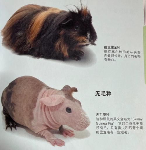 豚鼠?豚鼠图片!