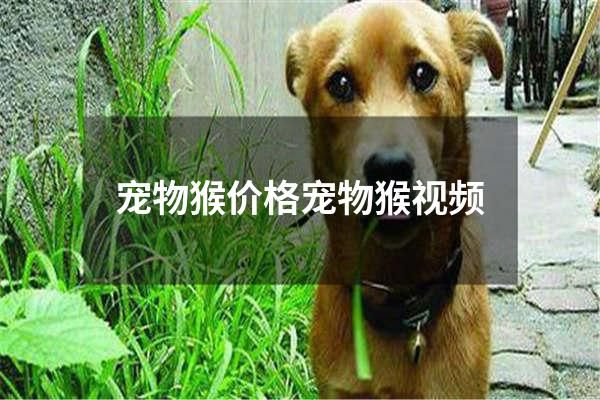 宠物猴价格宠物猴视频