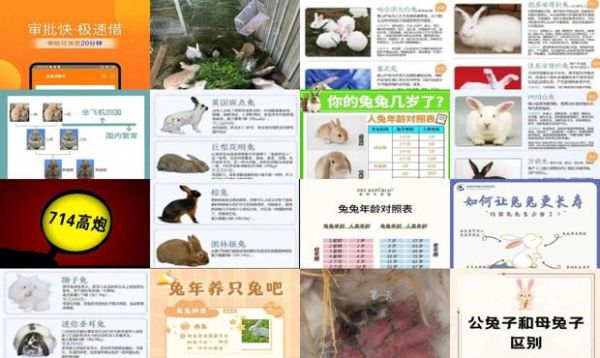 兔子一般几个月可以繁殖