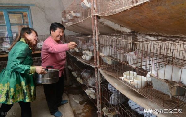 教你3个“小妙招”母兔怀胎快，产胎多，产仔多，个头大，真管用