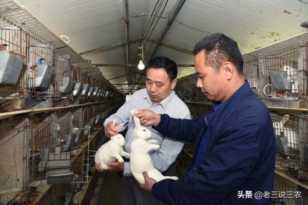 教你3个“小妙招”母兔怀胎快，产胎多，产仔多，个头大，真管用