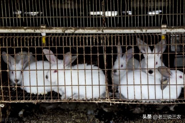 教你3个“小妙招”母兔怀胎快，产胎多，产仔多，个头大，真管用