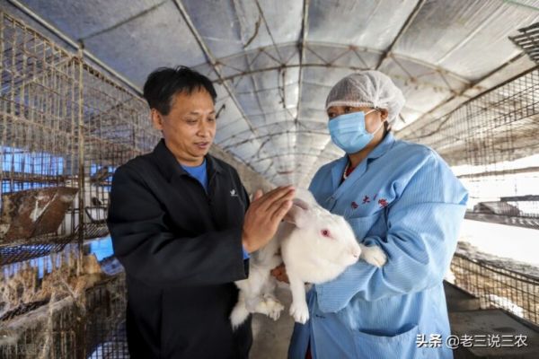 教你3个“小妙招”母兔怀胎快，产胎多，产仔多，个头大，真管用
