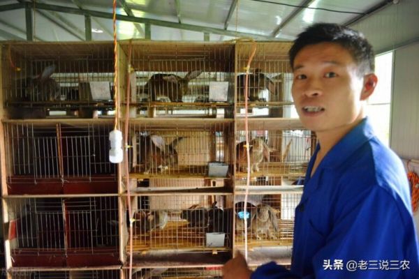 教你3个“小妙招”母兔怀胎快，产胎多，产仔多，个头大，真管用
