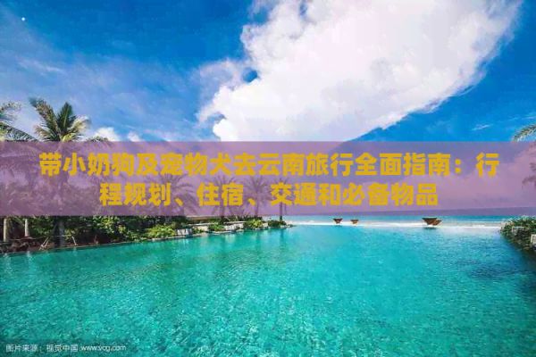 带小奶狗及宠物犬去云南旅行全面指南：行程规划、住宿、交通和必备物品