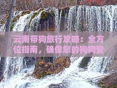 云南带狗旅行攻略：全方位指南，确保您的狗狗安全、舒适和愉快的旅行体验