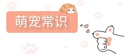 萌宠常识宠物养护宠物店微信公众号封面首页