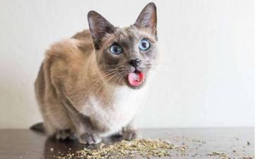 孕妇梦见鱼繁殖了好多小鱼 梦见鱼繁殖了许多小鱼的吉凶