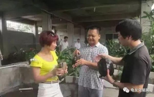 养龟不赚钱？看看博白龟农的销售养殖模式！