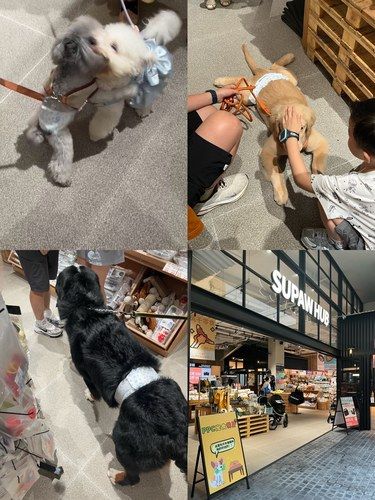哇！深业上城开了宠物餐厅欸！！[笑脸]