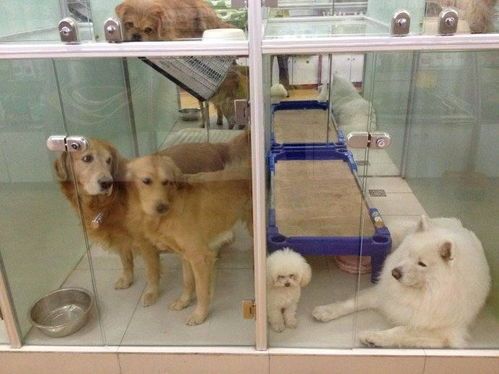 宠物店如何选购适合自己的宠物？宠物种类、性格、喂养等全面指南