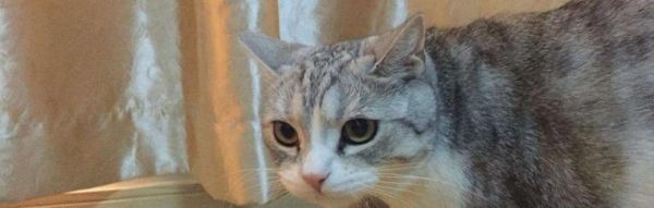 小猫吐了，引起注意（关注宠物饮食）