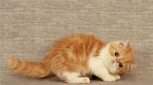 小猫咪是否能吃火腿肠（探究宠物饮食健康的重要性）