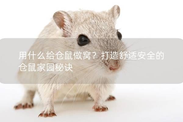 用什么给仓鼠做窝？打造舒适安全的仓鼠家园秘诀