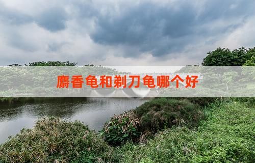 麝香龟和剃刀龟哪个好