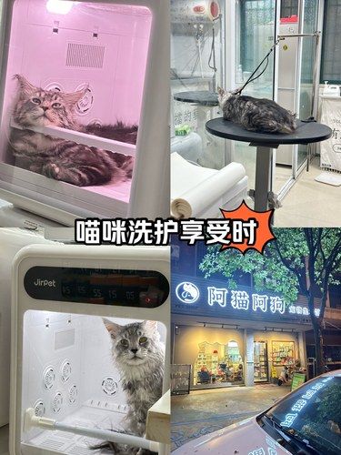 健康先行～猫咪洗护