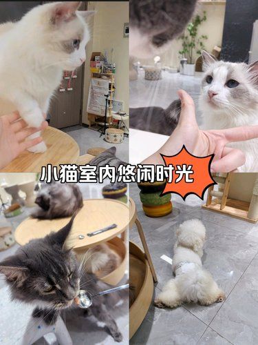 放松喵～心情也融化