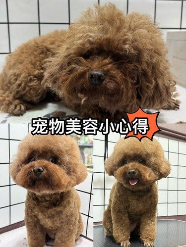 今天，我是宠物美容师