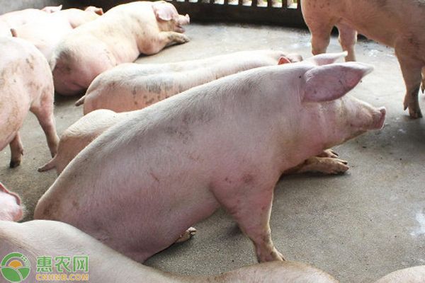 养猪的日常流程和注意事项是什么？-图片版权归惠农网所有