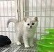 宁波猫舍宁波宠物猫健康无藓卖猫买狗地方布偶渐层蓝白蓝猫