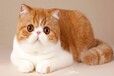 商丘宠物猫商丘猫舍买猫卖猫地方有蓝白蓝猫渐层布偶猫咪领养