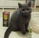 杭州猫舍杭州宠物猫健康无藓蓝白蓝猫布偶渐层猫咪领养