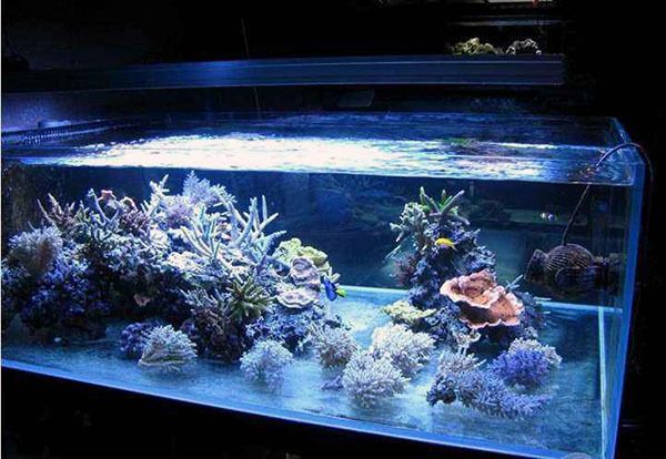 鱼缸水族箱的材质都有哪些