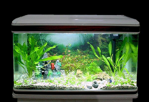 鱼缸水族箱的材质有哪些