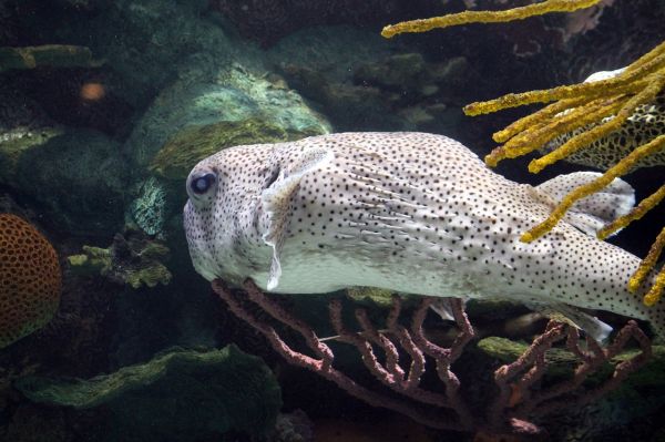 泸州鱼缸水族馆电话多少（成都丰装饰城） 鱼缸百科 第1张