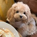 https://p1.meituan.net/userheadpicbackend/68159c9a5757517551ede00decb9f764257159.jpg%40120w_120h_1e_1c_1l%7Cwatermark%3D0