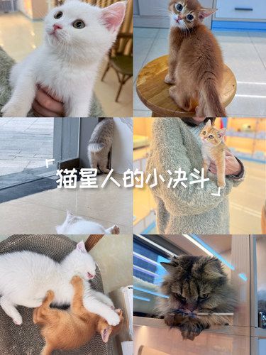 财猫到家