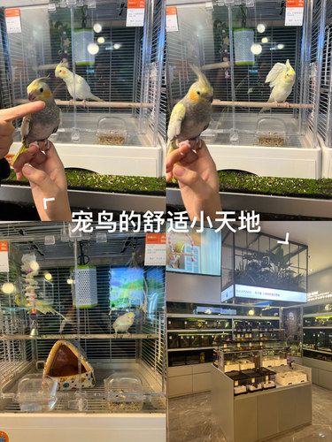 保利近距离接触小动物的机会来了
