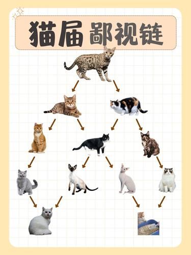 猫届鄙视链大揭秘！铲屎官竟在最底层！