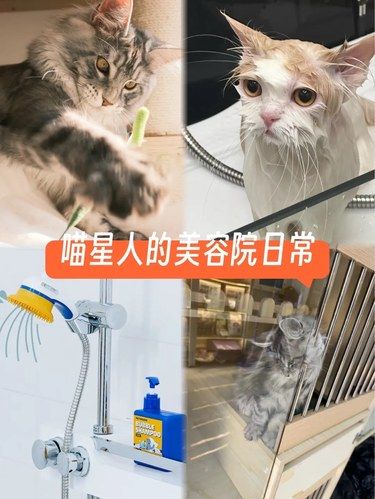 是缅因猫专营店