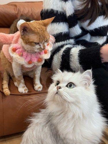 贵阳！！！这家猫咖的修猫好粘人啊啊啊！！！