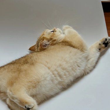 猫咪的温柔治愈力